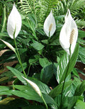 Peace Lily Plant 4" Pot Spathiphyllum Plant -Live Houseplant