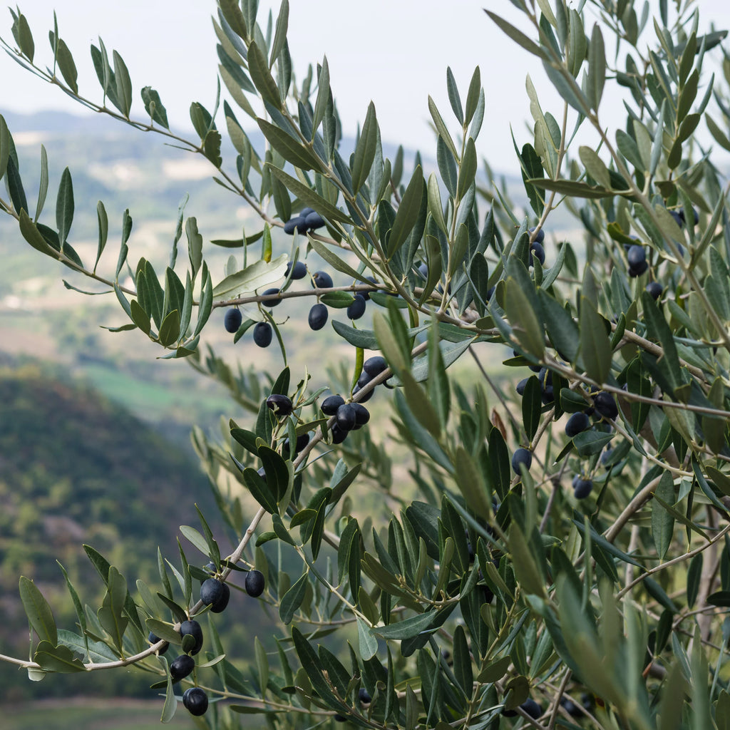 Live Olive Tree in Grower Container V887083