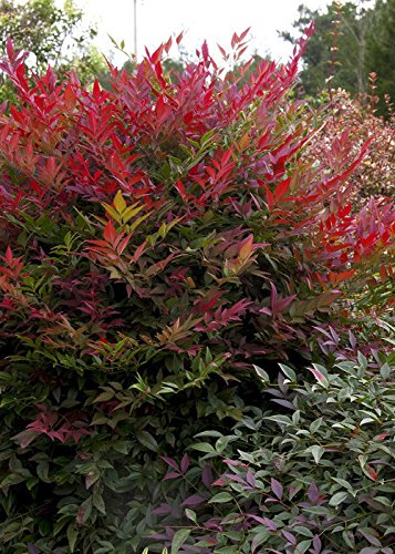 Multicolor Evergreen Shrub with Red Foliage, Live Outdoor Plant V79970