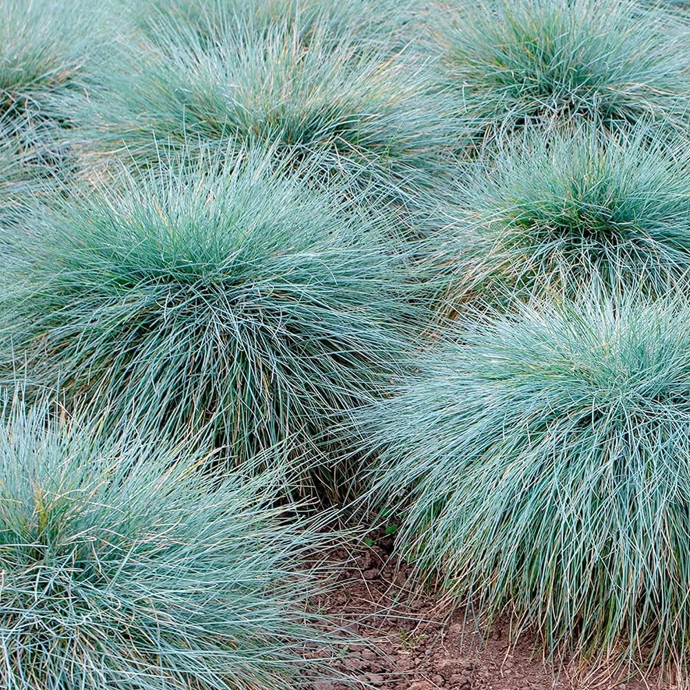 Blue Fescue Ornamental Grass Seeds R5624