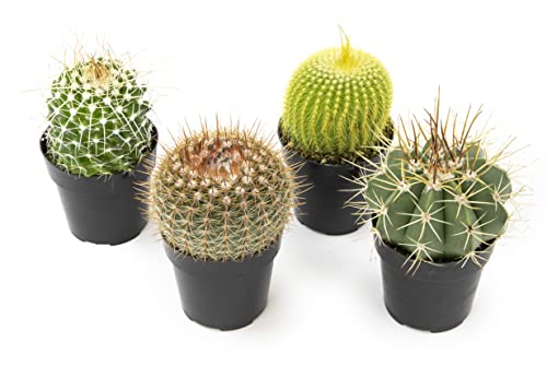 Altman Plants, Assorted Cactus Plants Live Succulents (3 Pack), Live Cactus Plant Lover Gifts, Cacti Succulents Plants Live Houseplants, Succulent Indoor Plants Live Plants in Cactus Soil Potting Mix