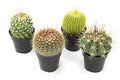 Altman Plants, Assorted Cactus Plants Live Succulents (3 Pack), Live Cactus Plant Lover Gifts, Cacti Succulents Plants Live Houseplants, Succulent Indoor Plants Live Plants in Cactus Soil Potting Mix