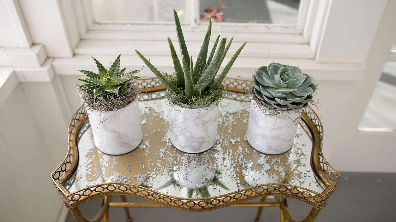 Organic Cactus Potting Soil Mix for Indoor and Outdoor Containers, 8 qt O682388