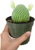 SUCCULENTS BOX | Unique Collection of Live Cactus Plants, Angel Wing Cactus Opuntia Microdasys (4 inch), Hand Selected, Rare Varieties for Gift or Home Decoration