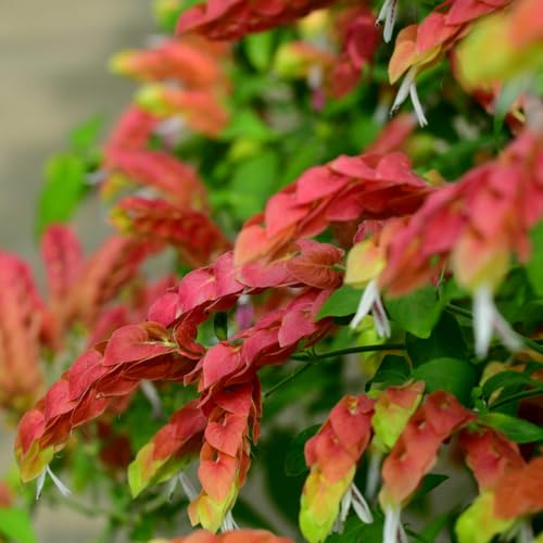 2 Red Shrimp Plants, 3-5 in Tall, for Garden W819857