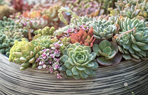 Live Succulent Plants (20 Pack) Assorted Potted House Plants D888124