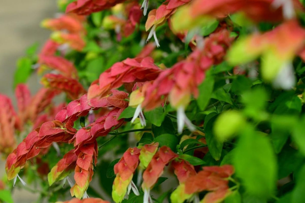 Live Shrimp Plant, Justica Brandegeana, 4 Live Plants, 5 Inches Tall C32049