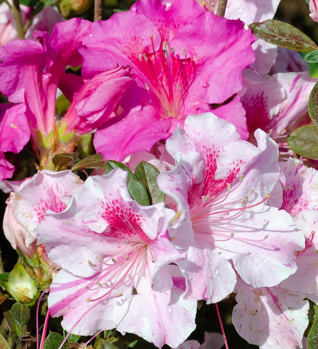 Autumn Twist Azalea Pink Flowering Shrub Outdoor Plant C672858