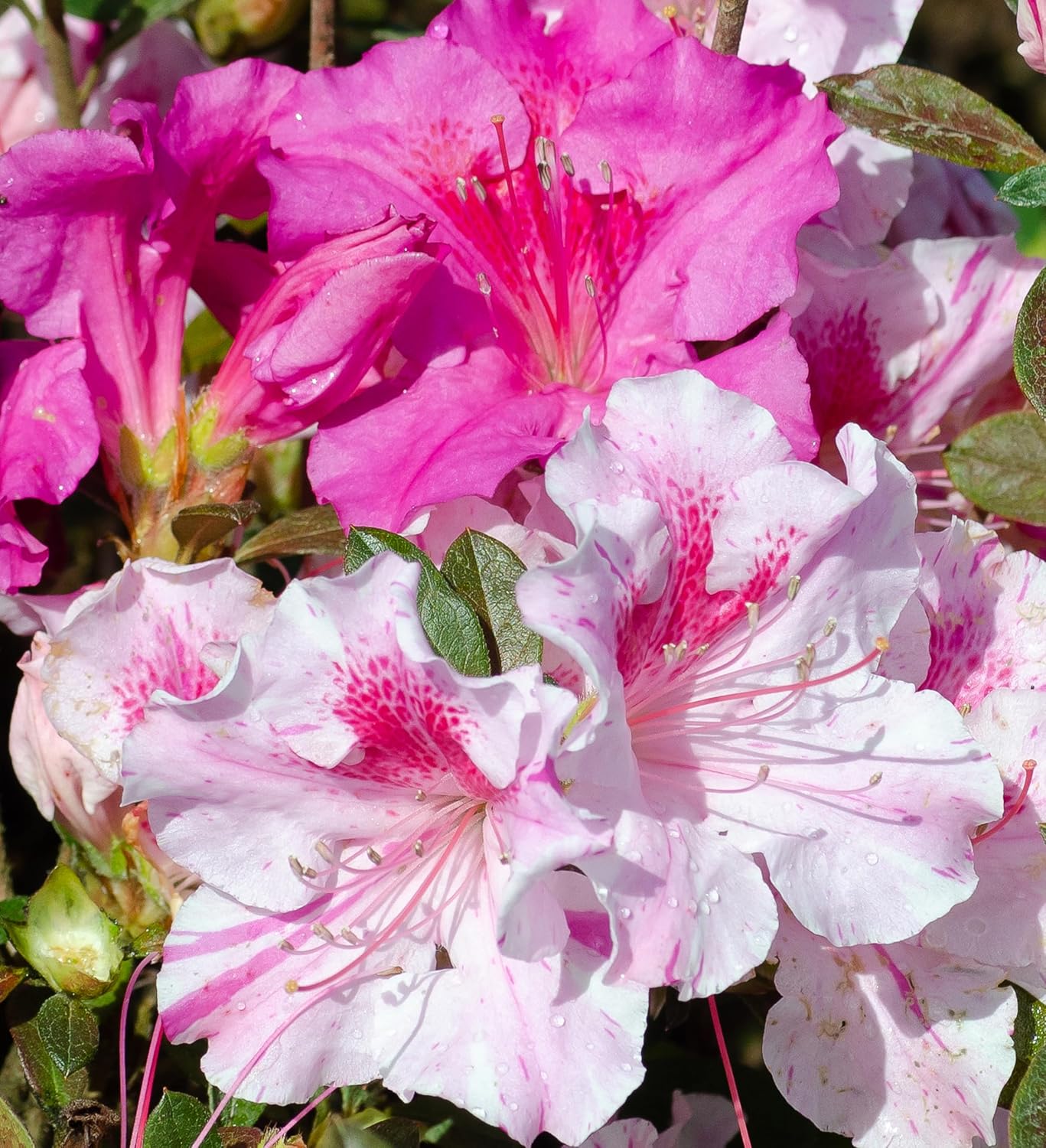 Autumn Twist Azalea Pink Flowering Shrub Outdoor Plant C672858
