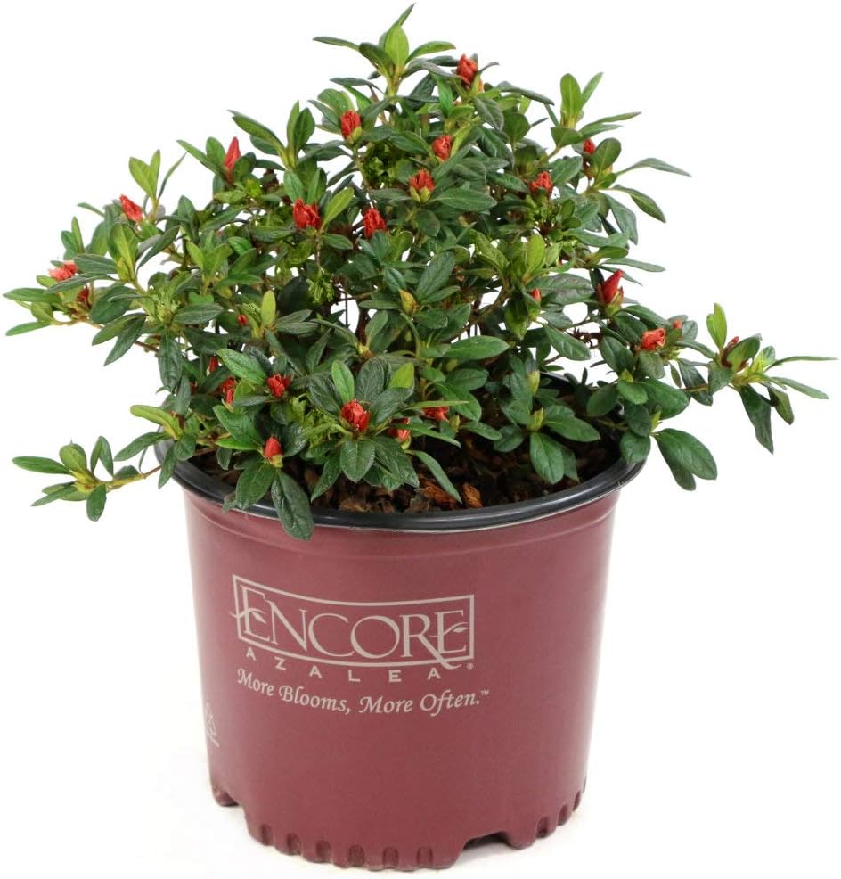 Autumn Embers Azalea - 1 Piece G304
