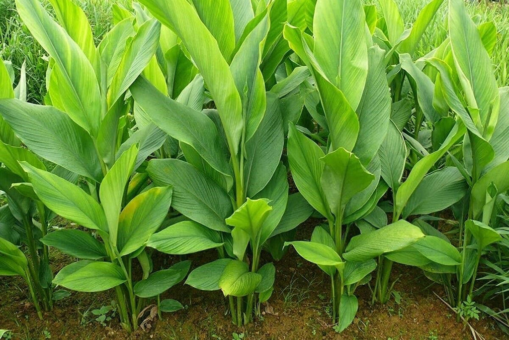 Turmeric Rhizomes for Cooking and Health R336