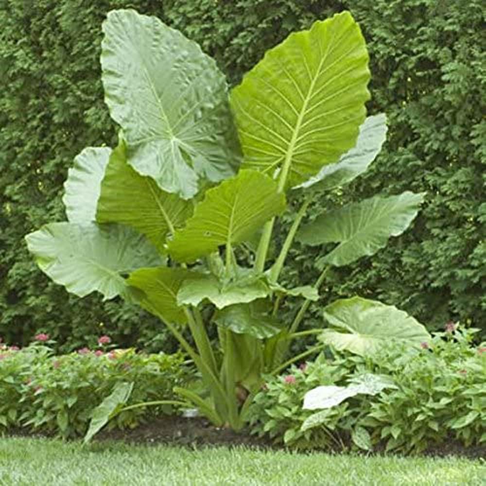 Giant Elephant Ear Bulb - 1 Large Bulb L185