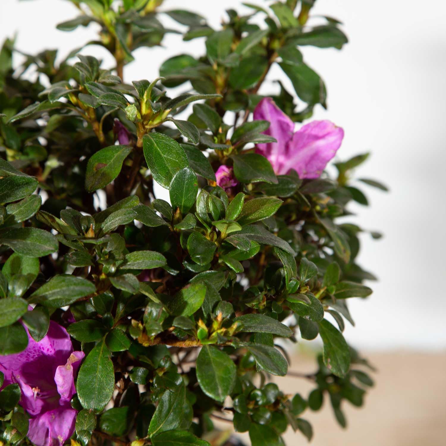 Purple Flowering Shrub, Full Sun Outdoor Plant Q9945
