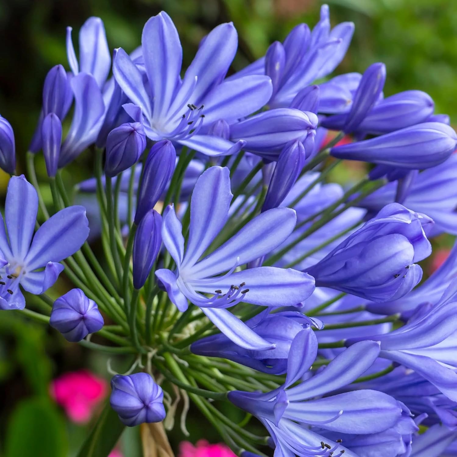 African Lily 20 Seeds Blue Flower V11247