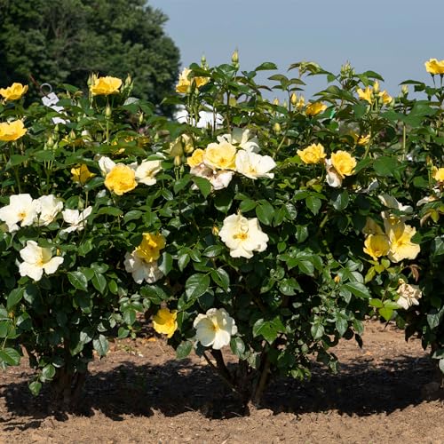 1 Gallon Rose Plant with Bright Yellow Flowers R98573