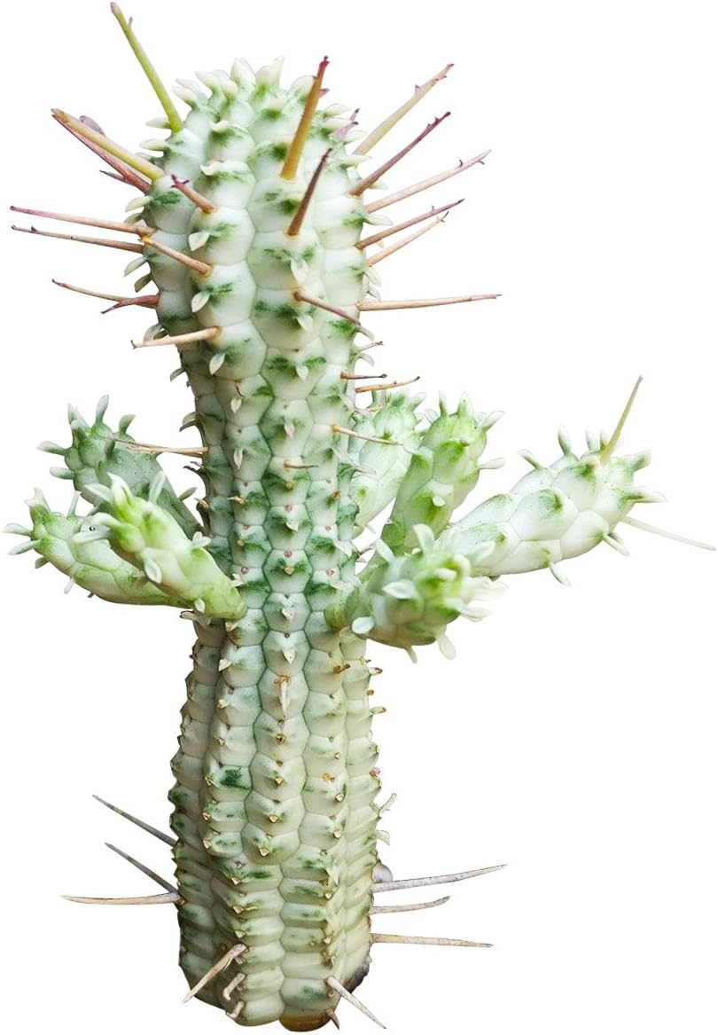 Live Cactus Plants Collection with Clay Pot D971