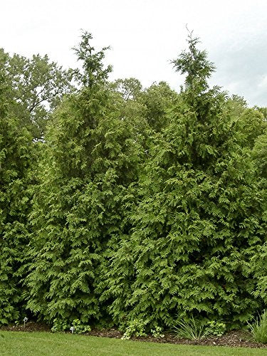 Green Giant Arborvitae Shrub, Quart Pot H3081