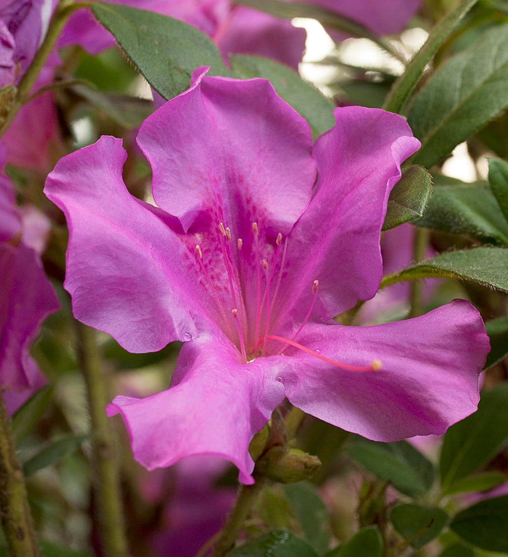 Autumn Royalty Azalea 2 Gal, Purple Blooms W333