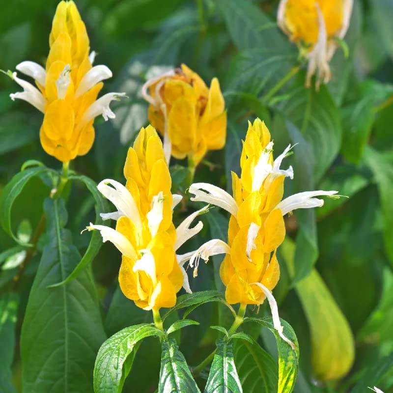 2 Yellow Shrimp Plants for Garden, 3 Inc to 5 Inch Tall, Fragrant Flower Live Plant, Shrimp Live Plants, Live Shrimp Plants