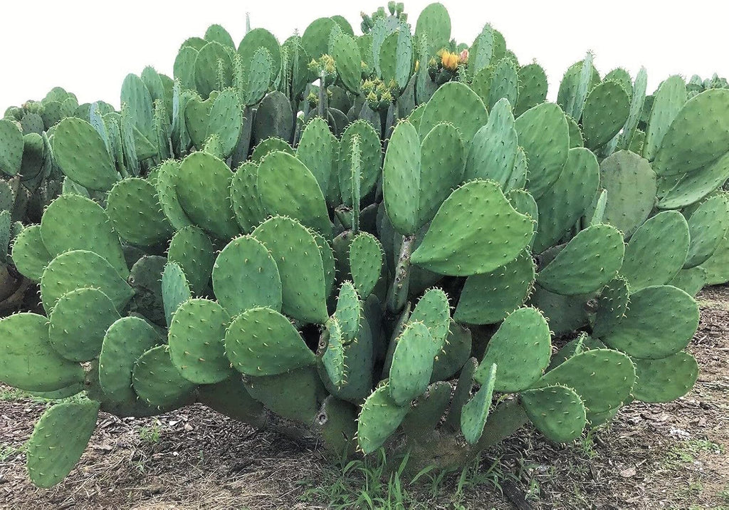 Spineless Prickly Pear Cactus Pad Cutting, Winter Hardy G64133