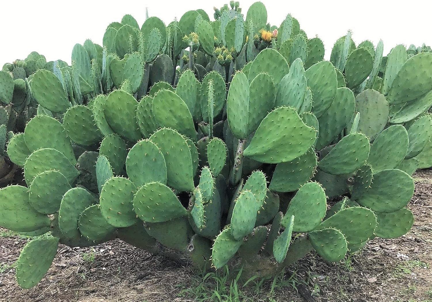 Spineless Prickly Pear Cactus Pad Cutting, Winter Hardy G64133