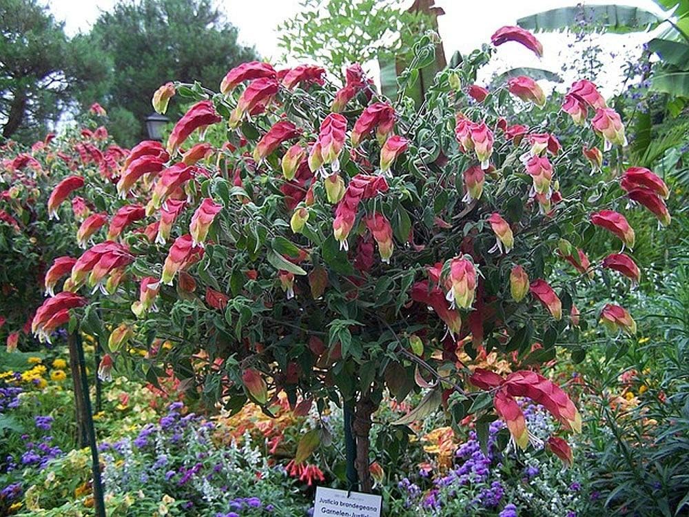 Shrimp Plant in 10 Inch Growers Pot R672