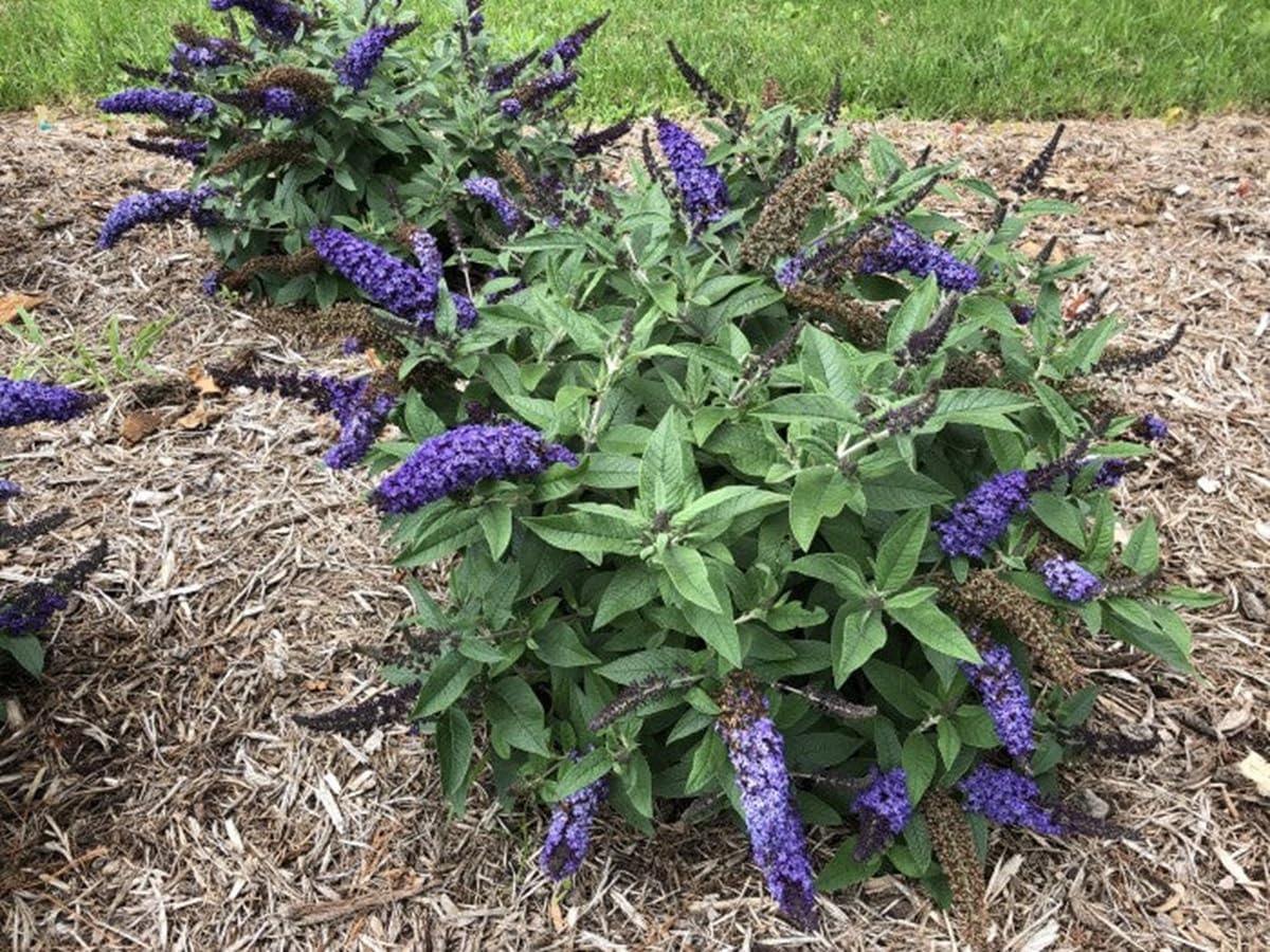 Butterfly Bush in 4 Inch Pot N679851