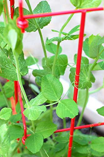Expandable Pea Trellis for Climbing Plants, Powder-Coated Steel, 9'3" L x 64" H S6258