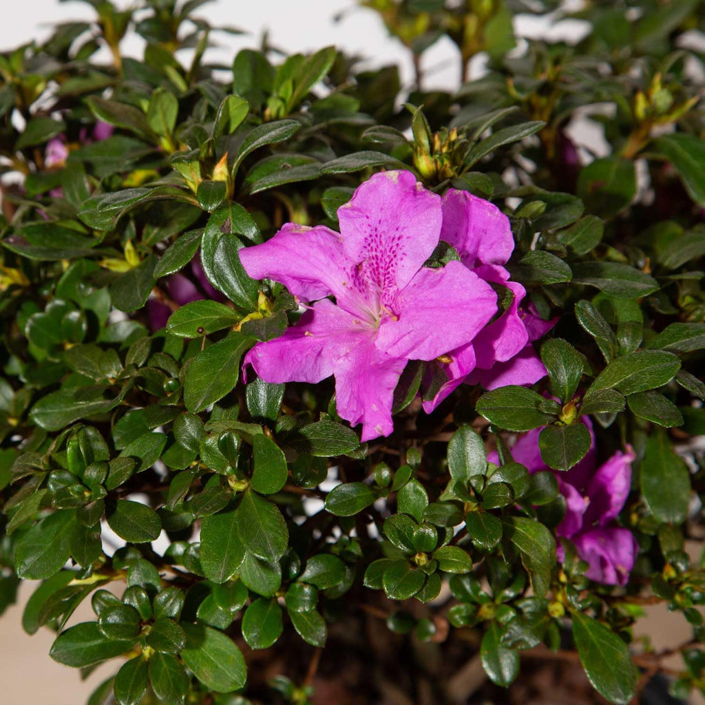 Encore Azalea Autumn Lilac (2 Gallon) Purple Flowering Shrub - Full Sun Live Outdoor Plant