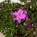Encore Azalea Autumn Lilac (2 Gallon) Purple Flowering Shrub - Full Sun Live Outdoor Plant