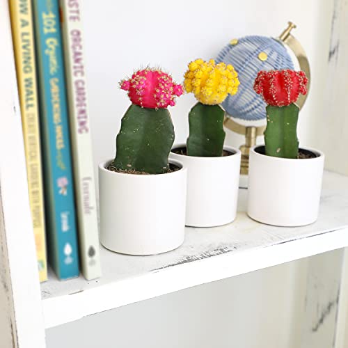 Grafted Cactus Plants in White Pots, 3 Pack O764