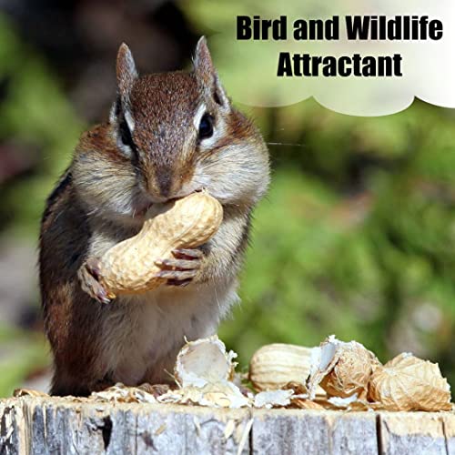 Wildlife Shelled Peanuts, 10 lbs for Birds and Squirrels Y354