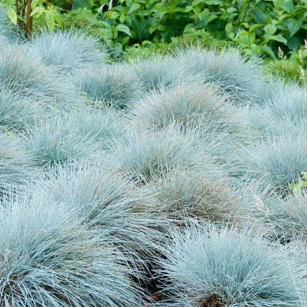Blue Fescue Ornamental Grass Seeds R5624