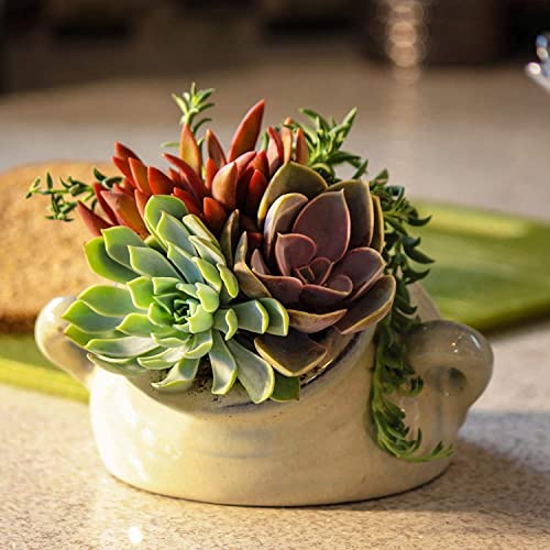 Live Succulent Plants (20 Pack) Assorted Potted House Plants D888124