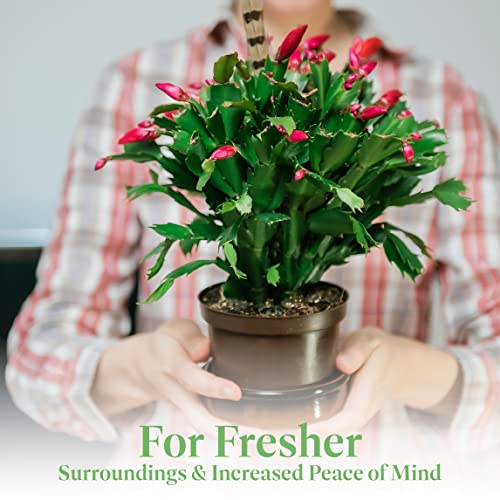 Christmas Cactus Live Indoor Plant, 6-Inch Pot C851797