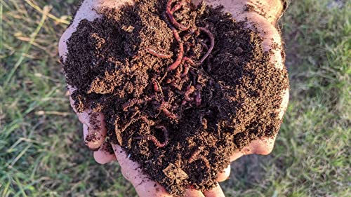 1/2 lb (~500) Red Wiggler Compost Worms for Home Composting and Gardens T98163