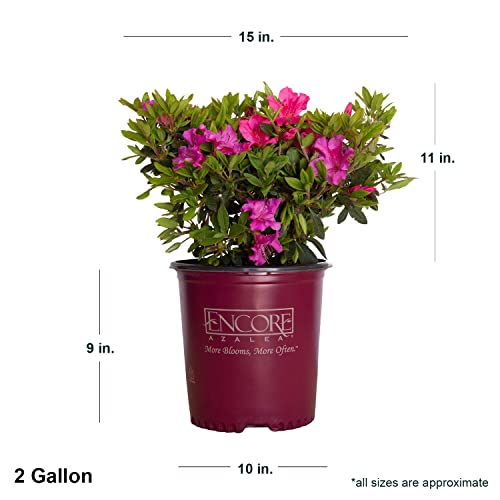 Autumn Sangria Azalea Pink Flowering Shrub Outdoor Plant N116563