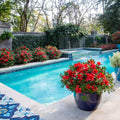 Encore® Azalea 'Autumn Embers'™ - 1 Piece - Cottage Hill