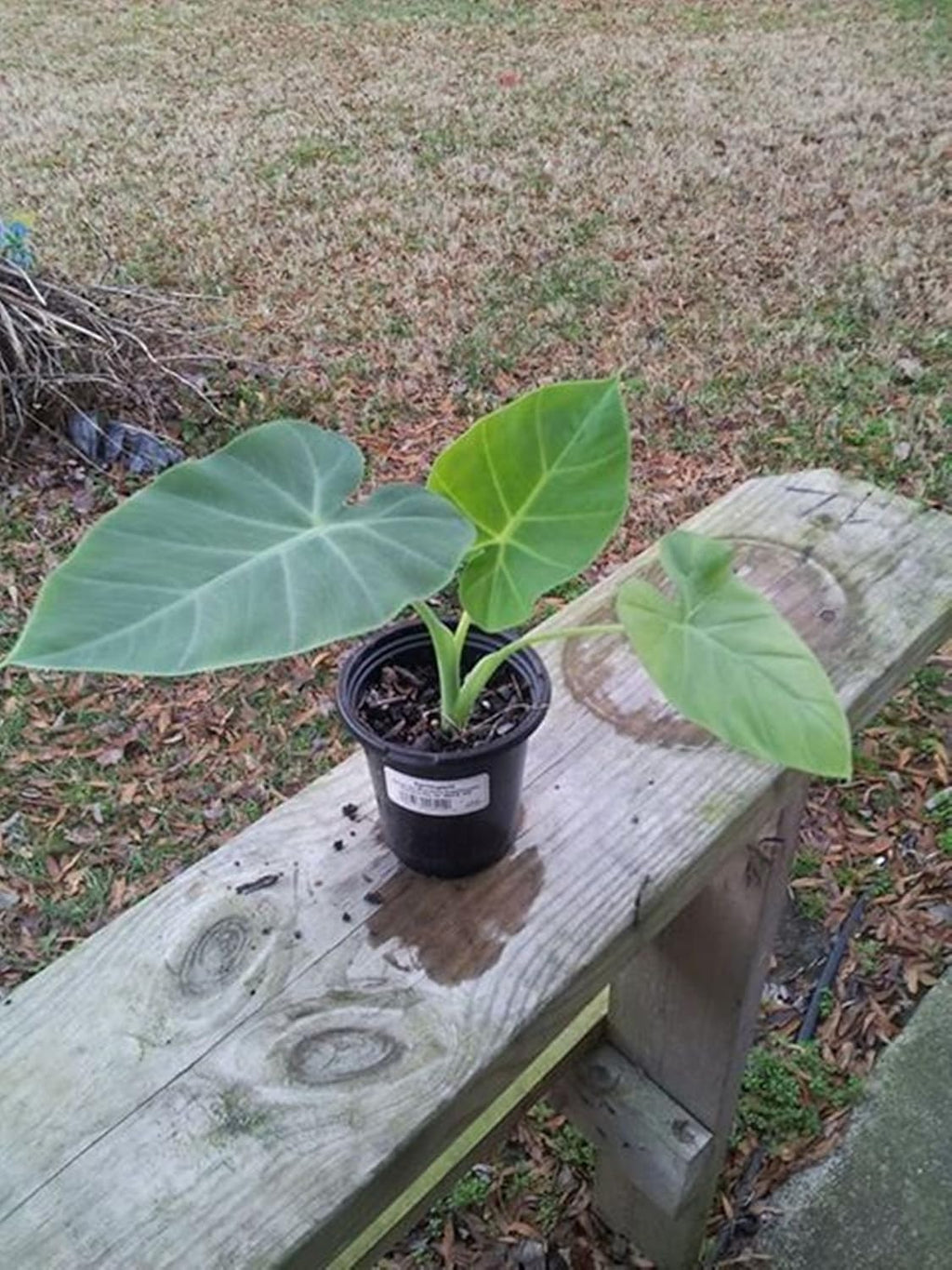5 Beautiful Elephant Ear Colocasia Tropical Plant Bulbs H971
