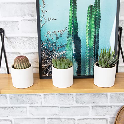 Succulent Plants in Pot Set (3 Pack), Indoor Cactus Houseplants C29242