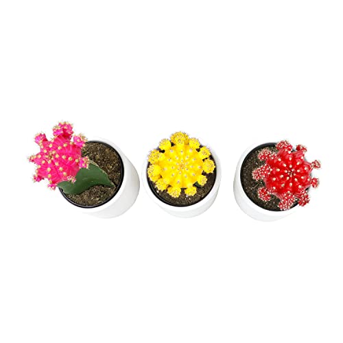 Grafted Cactus Plants in White Pots, 3 Pack O764