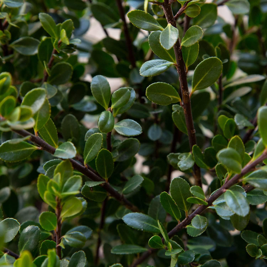 Japanese Holly Evergreen Shrub, Full Sun F92920