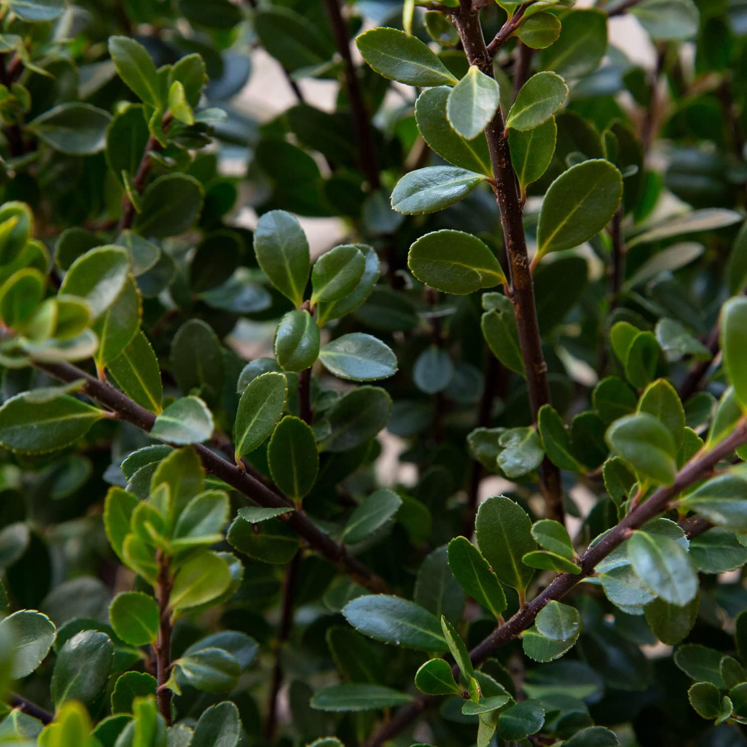 Japanese Holly Evergreen Shrub, Full Sun F92920