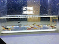 ShrimpRack™ 20 Mixed Color Neocaridina Shrimp Skittles Live Freshwater Aquarium Shrimps Beeding Age Young Adults 1/2-1 inch Long. Live Arrival Guarantee. Free 2 Day Shipping