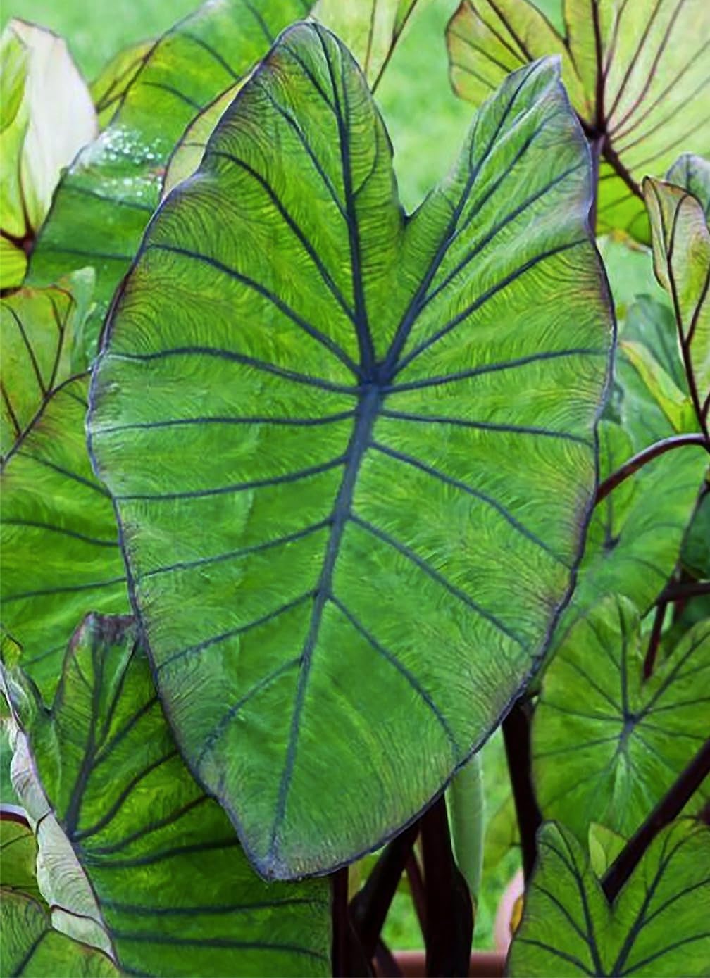 Alocasia Upright Form Elephant Ear Bulb M18952