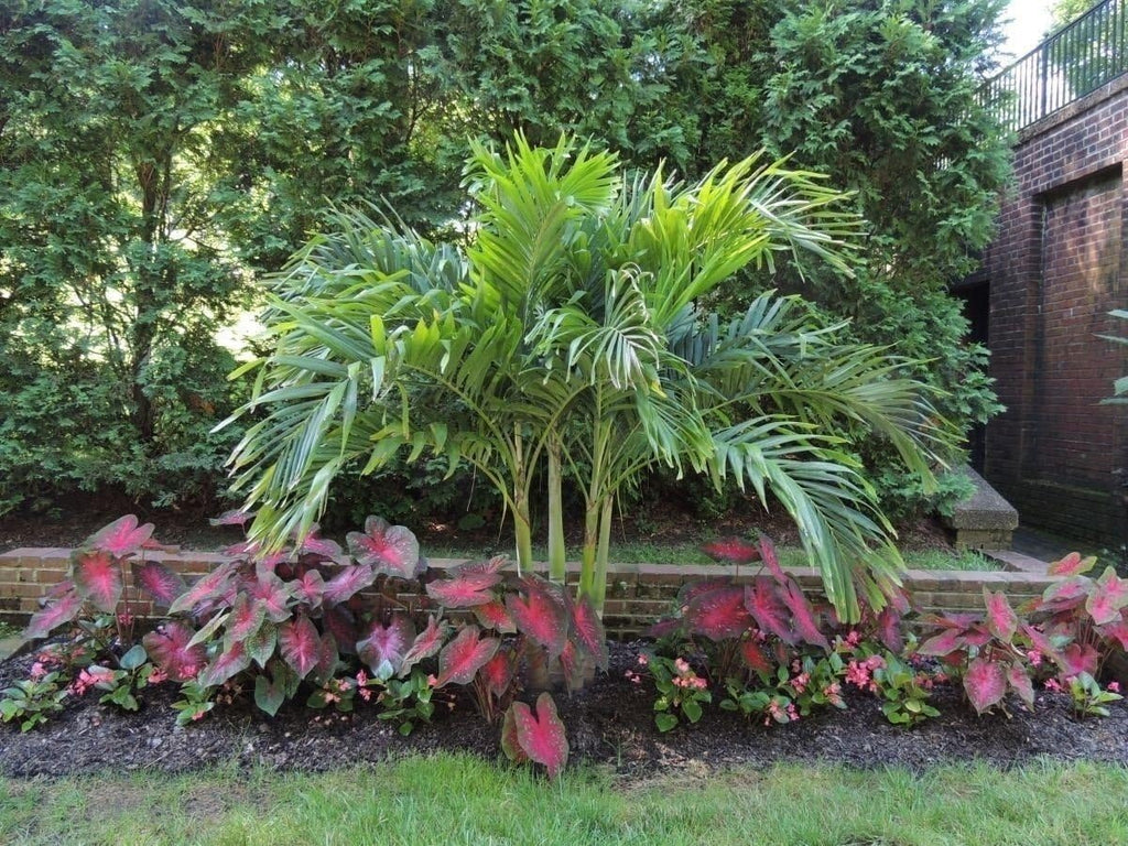 Caladium Red Flash Bulbs, Elephant Ears, Heat and Humidity Tolerant S63462