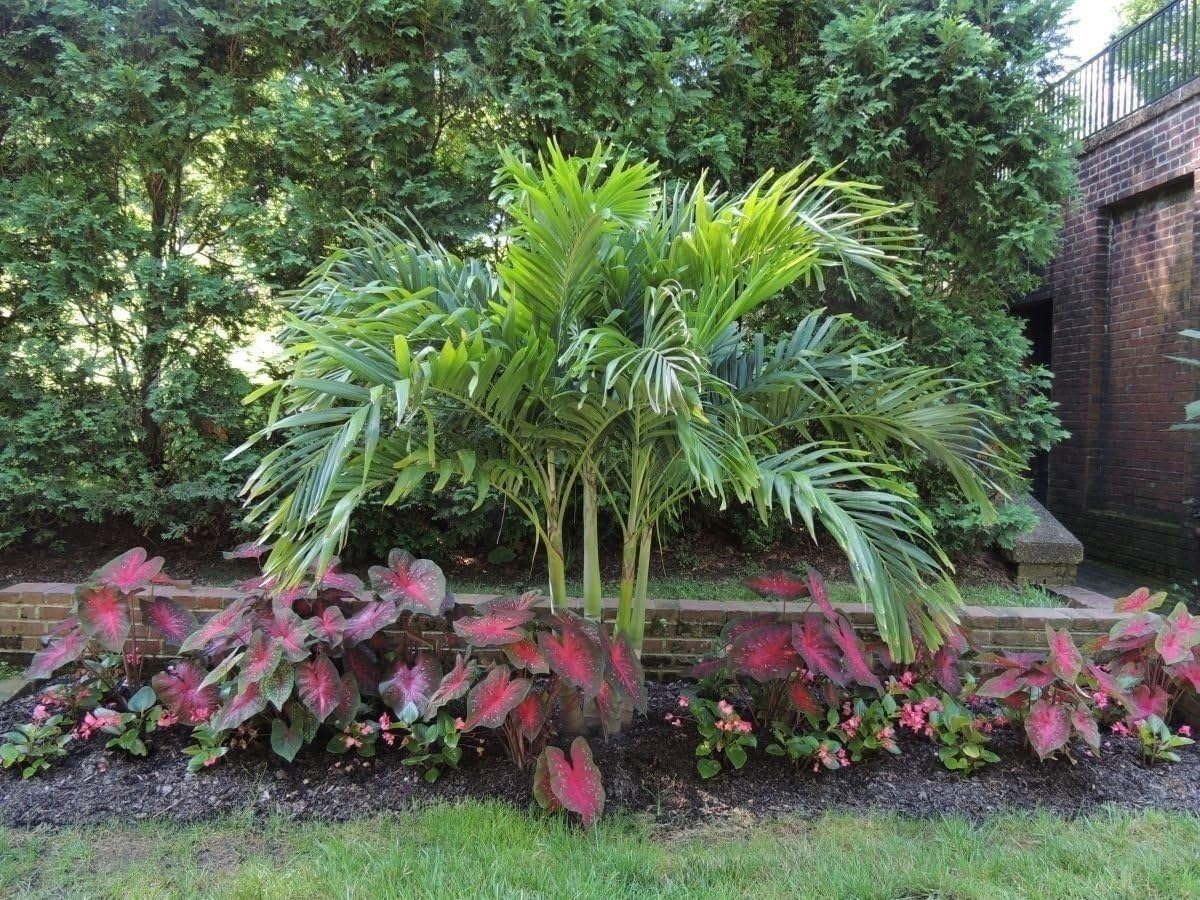 Caladium Red Flash Bulbs, Elephant Ears, Heat and Humidity Tolerant S63462