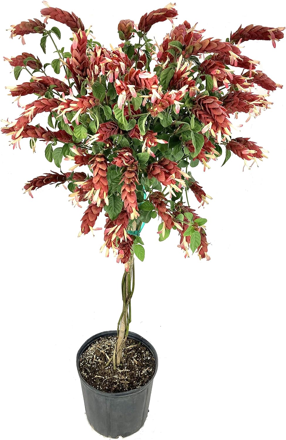 Shrimp Tree - Live Plant in a 10 Inch Growers Pot - Justicia Brandegeeana - Rare and Exotic Ornamental Flowering Tree