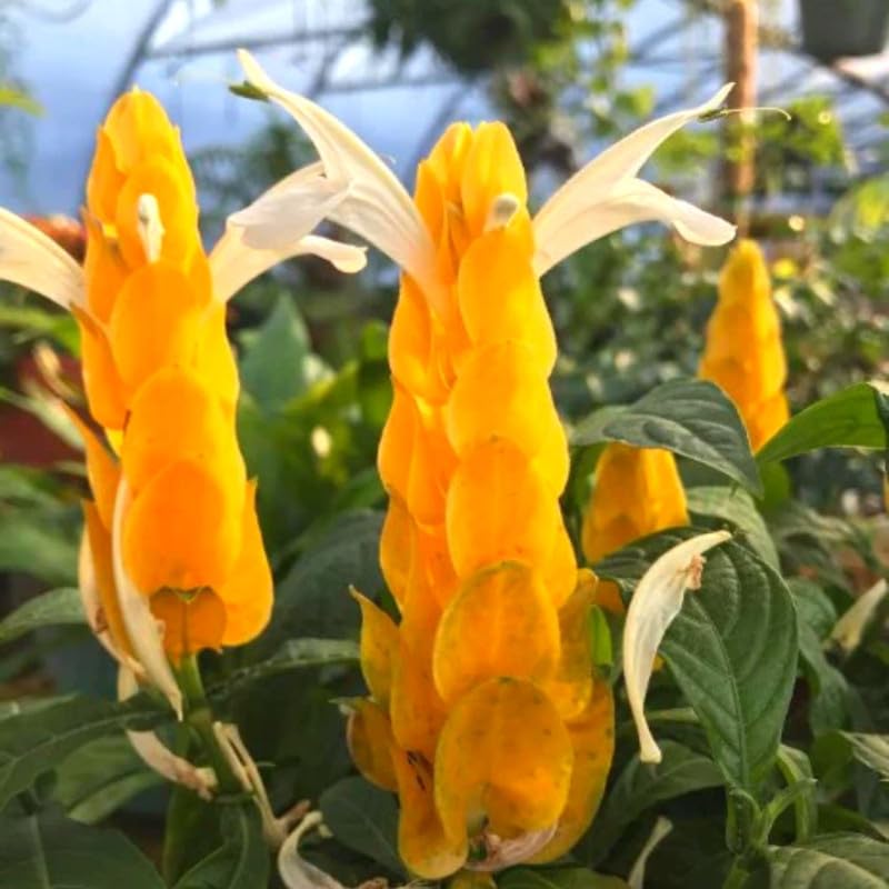 Yellow Shrimp Plants for Garden, 3 to 5 Inch Tall, Fragrant Flower P897976