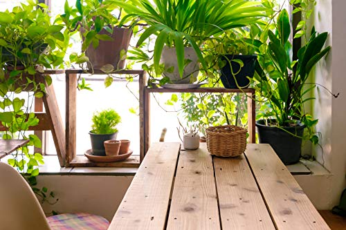 Indoor Plant Food Liquid Fertilizer for Potted Houseplants A57873